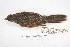  ( - MACN-Or-ct 7811.1)  @11 [ ] Copyright (2015) MACN Museo Argentino de Ciencias Naturales, Bernardino Rivadavia
