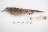  ( - MACN-Or-ct 7811.1)  @11 [ ] Copyright (2015) MACN Museo Argentino de Ciencias Naturales, Bernardino Rivadavia
