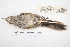  ( - MACN-Or-ct 7811.1)  @11 [ ] Copyright (2015) MACN Museo Argentino de Ciencias Naturales, Bernardino Rivadavia