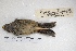  ( - MACN-Or-ct 7822)  @11 [ ] Copyright (2015) MACN Museo Argentino de Ciencias Naturales, Bernardino Rivadavia