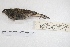  ( - MACN-Or-ct 7827)  @11 [ ] Copyright (2015) MACN Museo Argentino de Ciencias Naturales, Bernardino Rivadavia