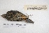  ( - MACN-Or-ct 7827)  @11 [ ] Copyright (2015) MACN Museo Argentino de Ciencias Naturales, Bernardino Rivadavia