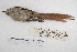  ( - MACN-Or-ct 7831.1)  @11 [ ] Copyright (2015) MACN Museo Argentino de Ciencias Naturales, Bernardino Rivadavia