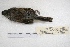  ( - MACN-Or-ct 7833)  @11 [ ] Copyright (2015) MACN Museo Argentino de Ciencias Naturales, Bernardino Rivadavia