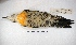  ( - MACN-Or-ct 7844)  @11 [ ] Copyright (2015) MACN Museo Argentino de Ciencias Naturales, Bernardino Rivadavia
