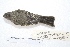  ( - MACN-Or-ct 7851.1)  @11 [ ] Copyright (2015) MACN Museo Argentino de Ciencias Naturales, Bernardino Rivadavia