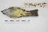  ( - MACN-Or-ct 7851.1)  @11 [ ] Copyright (2015) MACN Museo Argentino de Ciencias Naturales, Bernardino Rivadavia
