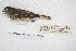  ( - MACN-Or-ct 7857.1)  @11 [ ] Copyright (2015) MACN Museo Argentino de Ciencias Naturales, Bernardino Rivadavia
