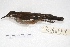  (Cinclodes atacamensis - MACN-Or-ct 7874)  @14 [ ] Copyright (2015) MACN Museo Argentino de Ciencias Naturales, Bernardino Rivadavia