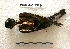  ( - MACN-Or-ct 7978)  @11 [ ] Copyright (2017) MACN Museo Argentino de Ciencias Naturales "Bernardino Rivadavia"