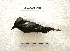  ( - MACN-Or-ct 7990)  @11 [ ] Copyright (2017) MACN Museo Argentino de Ciencias Naturales "Bernardino Rivadavia"