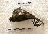  ( - MACN-Or-ct 7994)  @11 [ ] Copyright (2017) MACN Museo Argentino de Ciencias Naturales "Bernardino Rivadavia"