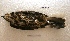  ( - MACN-Or-ct 8320)  @11 [ ] Copyright (2017) MACN Museo Argentino de Ciencias Naturales "Bernardino Rivadavia"