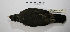  ( - MACN-Or-ct 9852)  @11 [ ] CreativeCommons - Attribution Non-Commercial Share-Alike (2019) Museo Argentino de Ciencias Naturales Bernardino Rivadavia Museo Argentino de Ciencias Naturales Bernardino Rivadavia