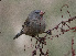  (Catamenia inornata - B-72368)  @11 [ ] by-nc-sa  Unspecified Unspecified