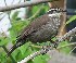  ( - MACN-Or-ct_3037)  @11 [ ] by-nc-sa  Unspecified Unspecified