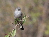  (Geospizopsis plebejus - ZMUC116305.1)  @11 [ ] by-sa  Dominic Sherony Unknown