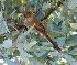  ( - MACN-Or-ct_11377)  @11 [ ] by-sa  Unspecified Unknown