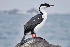  (Leucocarbo bransfieldensis - MACN-Or-ct 5775)  @11 [ ] by-sa  Diego Tirira Unknown