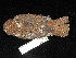  ( - MACN-Or-ct 11638)  @11 [ ] by-sa (2025) MACNBR - CONICET Museo Argentino de Ciencias Naturales "Bernardino Rivadavia"