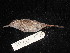  ( - MACN-Or-ct 2720)  @11 [ ] by-sa (2025) MACNBR - CONICET Museo Argentino de Ciencias Naturales "Bernardino Rivadavia"