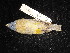  ( - MACN-Or-ct 2764.1)  @11 [ ] by-sa (2025) MACNBR - CONICET Museo Argentino de Ciencias Naturales "Bernardino Rivadavia"