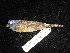  ( - MACN-Or-ct 2764.1)  @11 [ ] by-sa (2025) MACNBR - CONICET Museo Argentino de Ciencias Naturales "Bernardino Rivadavia"