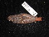  ( - MACN-Or-ct 3031)  @11 [ ] by-sa (2025) MACNBR - CONICET Museo Argentino de Ciencias Naturales "Bernardino Rivadavia"