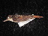  ( - MACN-Or-ct 3031)  @11 [ ] by-sa (2025) MACNBR - CONICET Museo Argentino de Ciencias Naturales "Bernardino Rivadavia"