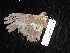  ( - MACN-Or-ct 3037)  @11 [ ] by-sa (2025) MACNBR - CONICET Museo Argentino de Ciencias Naturales "Bernardino Rivadavia"