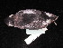  ( - MACN-Or-ct 3630.1)  @11 [ ] by-sa (2025) MACNBR - CONICET Museo Argentino de Ciencias Naturales "Bernardino Rivadavia"