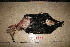  ( - MACN-Or-ct 3728.1)  @11 [ ] by-sa (04040404) Div. Ornitologia Museo Argentino de Ciencias Naturales "Bernardino Rivadavia"
