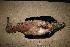  ( - MACN-Or-ct 3728.1)  @11 [ ] by-sa (04040404) Div. Ornitologia Museo Argentino de Ciencias Naturales "Bernardino Rivadavia"