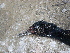  (Leucocarbo magellanicus - MACN-Or-ct 6398.1)  @11 [ ] by-sa (10101010) Div. Ornitologia Museo Argentino de Ciencias Naturales "Bernardino Rivadavia"