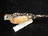  ( - MACN-Or-ct 9794)  @11 [ ] by-sa (2025) MACNBR - CONICET Museo Argentino de Ciencias Naturales "Bernardino Rivadavia"