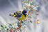  ( - NHMD 119450)  @11 [ ] by-sa  MACN Museo Argentino de Ciencias Naturales - Bernardino Rivadavia