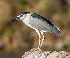  ( - MACN-Or-ct 11572)  @11 [ ] by-sa  Ramidos Unknown
