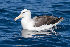  (Thalassarche melanophris - MACN-Or-ct 3739.1)  @11 [ ] by-sa  JJ Harrison Unknown