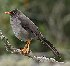  (Turdus fuscater - MACN-Or-ct_3849)  @11 [ ] by-nc-sa  Unspecified Unspecified