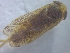  ( - IU-INHS-927468)  @11 [ ] c (2021) R. E. DeWalt Illinois Natural History Survey