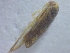  ( - IU-INHS-927470)  @11 [ ] c (2021) R. E. DeWalt Illinois Natural History Survey