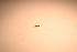  ( - IU-INHS-516729)  @11 [ ] c (2021) Jose Andres Cornell Univeristy- Department of Ecology and Evolutionary Biology