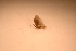  ( - IU-INHS-563679)  @11 [ ] c (2021) Jose Andres Cornell Univeristy- Department of Ecology and Evolutionary Biology
