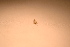  ( - IU-INHS-862969)  @11 [ ] c (2021) Jose Andres Cornell Univeristy- Department of Ecology and Evolutionary Biology