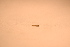  ( - IU-INHS-577964)  @11 [ ] c (2021) Jose Andres Cornell Univeristy- Department of Ecology and Evolutionary Biology
