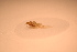  ( - IU-INHS-862995)  @11 [ ] c (2021) Jose Andres Cornell Univeristy- Department of Ecology and Evolutionary Biology