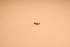  ( - IU-INHS-860869)  @11 [ ] c (2021) Jose Andres Cornell Univeristy- Department of Ecology and Evolutionary Biology