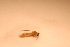  ( - IU-INHS-863161)  @11 [ ] c (2089) Jose Andres Cornell Univeristy- Department of Ecology and Evolutionary Biology