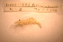  (Palaemonetes kadiakensis - IU-INHS-11223a)  @11 [ ] c (2093) Jose Andres Cornell Univeristy- Department of Ecology and Evolutionary Biology