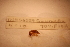  (Caecidotea intermedia - IU-INHS-6559a)  @11 [ ] c (2103) Jose Andres Cornell Univeristy- Department of Ecology and Evolutionary Biology